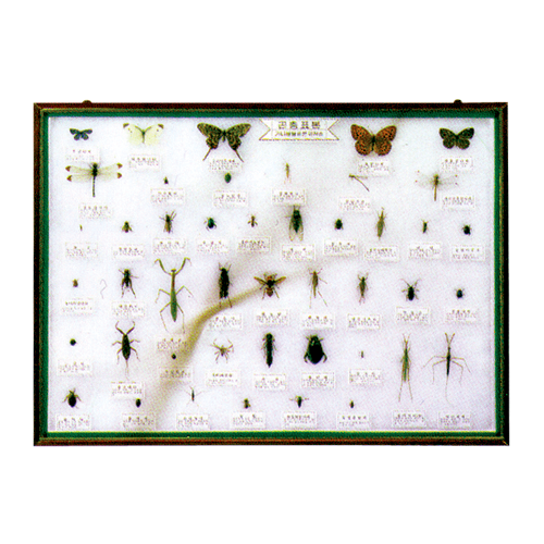 곤충표본 25종/40종/45종(선택)-칭찬나라큰나라